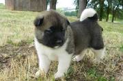 AKIta puppies for sale